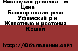 Вислоухая девочка 3 м › Цена ­ 1 500 - Башкортостан респ., Уфимский р-н Животные и растения » Кошки   